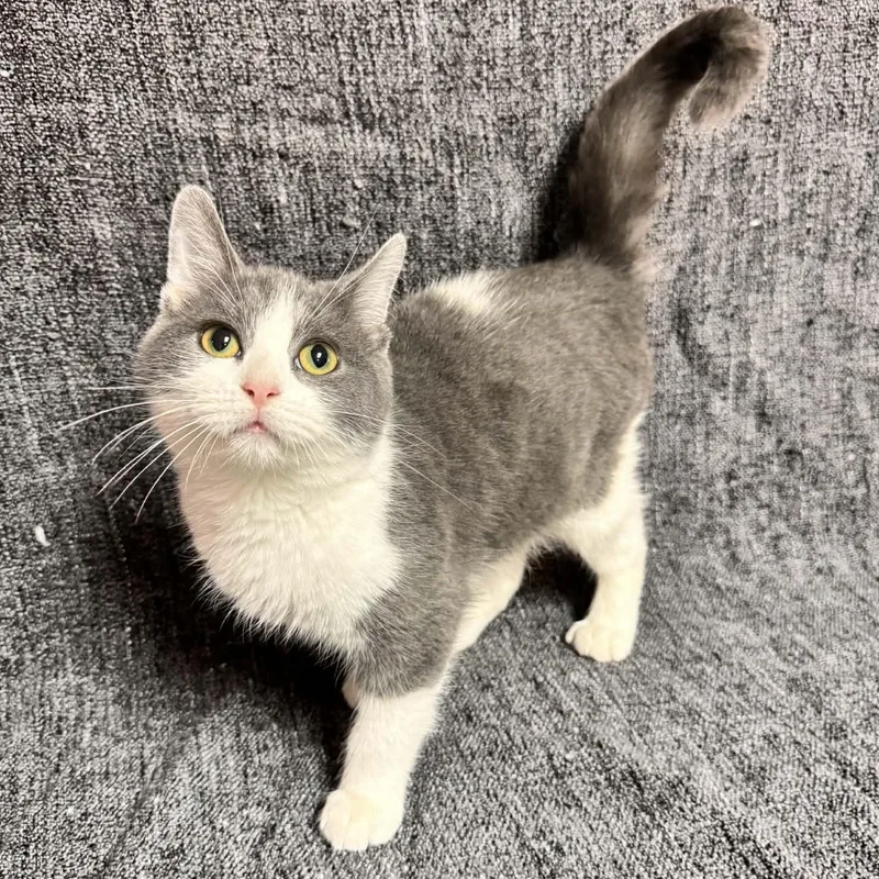 A young medium-sized male Gray & White Domestic Short Hair cat named Mitas for adoption in Waterloo, IA