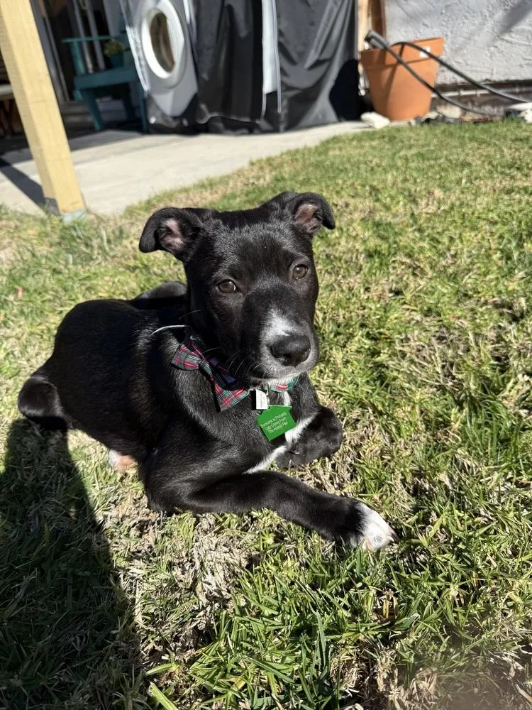 Margarita Pup: Mimosa thumbnail 3