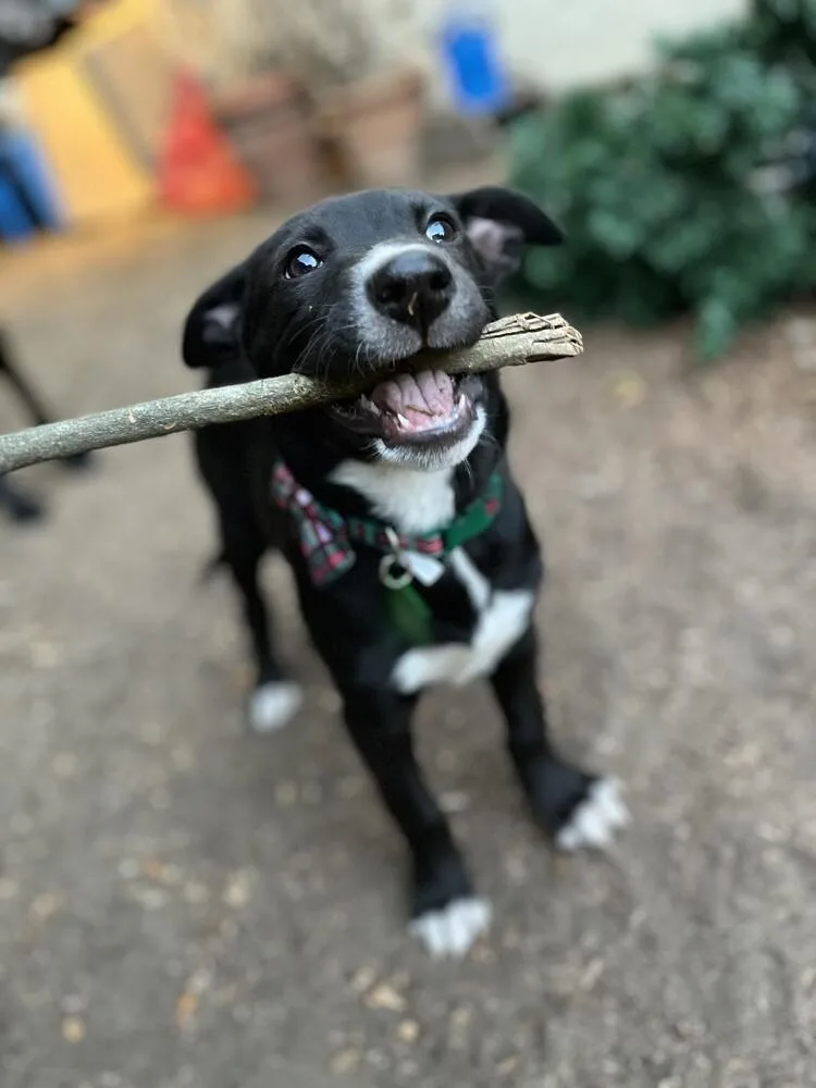 Margarita Pup: Mimosa thumbnail 4