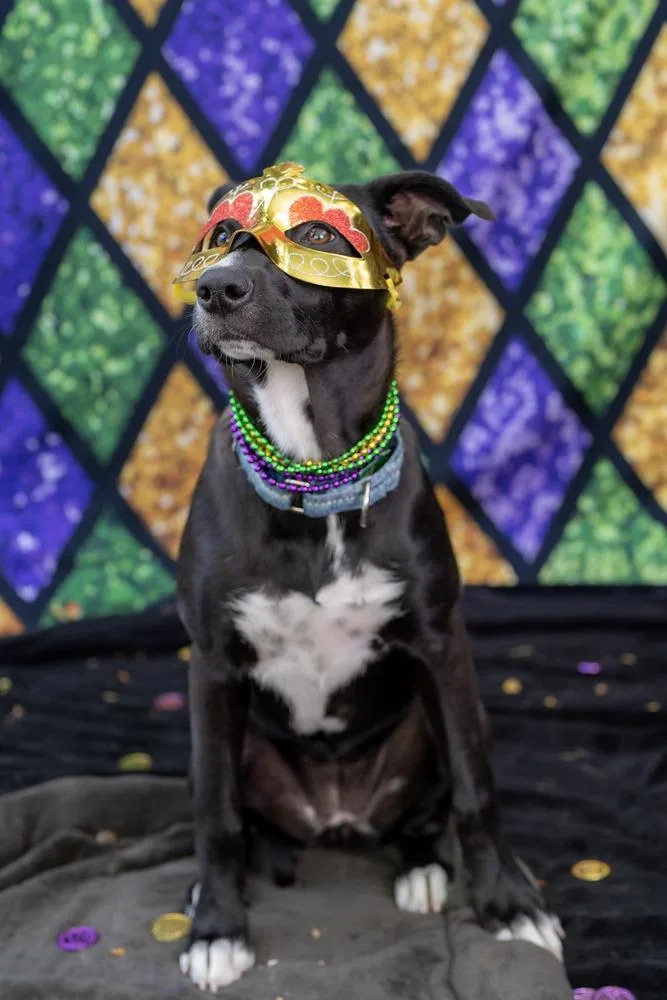 Margarita Pup: Mimosa thumbnail 5