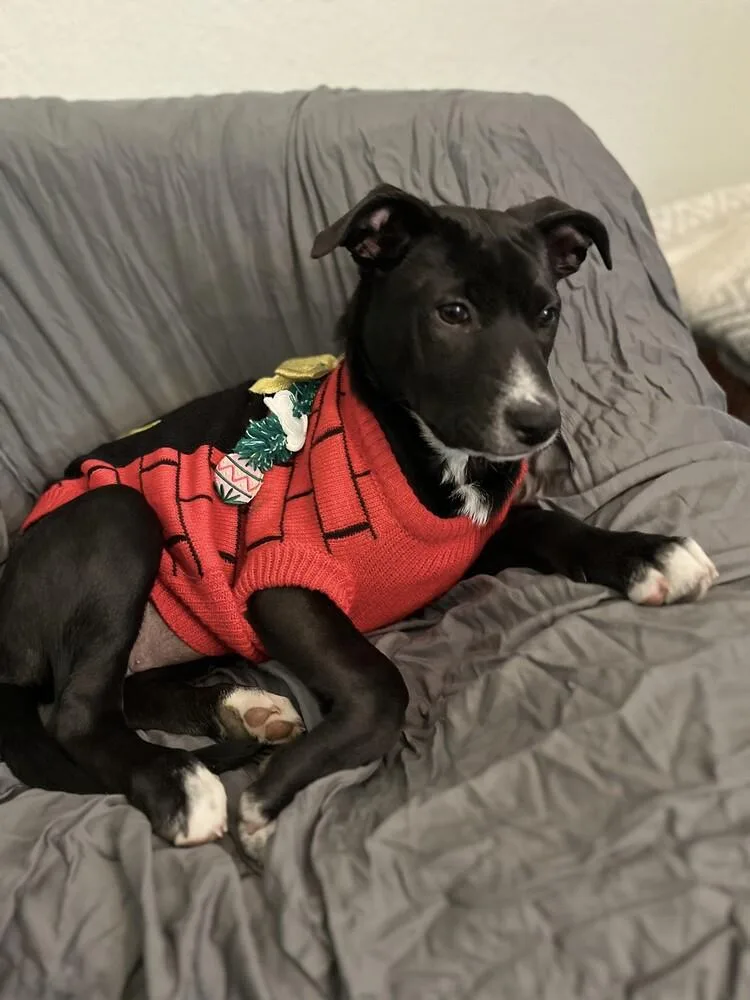 Margarita Pup: Mimosa