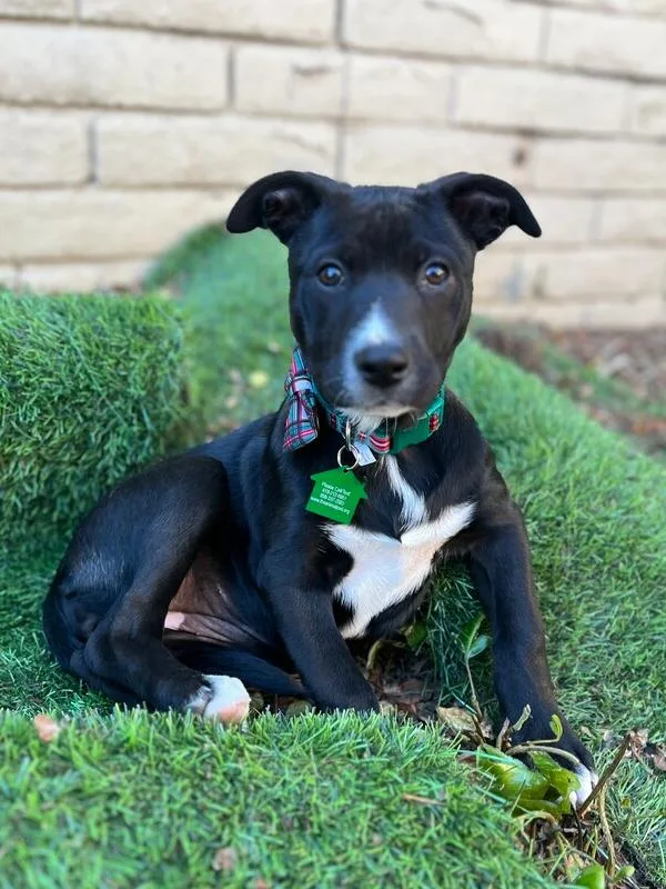 Margarita Pup: Mimosa thumbnail 6