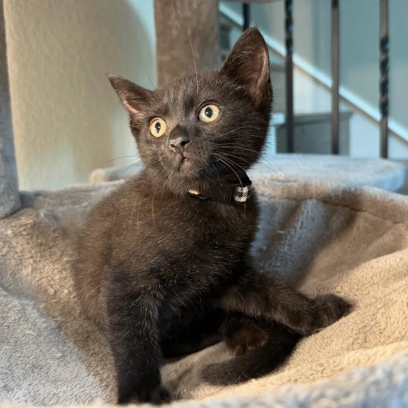 A baby small-sized male Black Domestic Medium Hair cat named Ned for adoption in Flower Mound, TX
