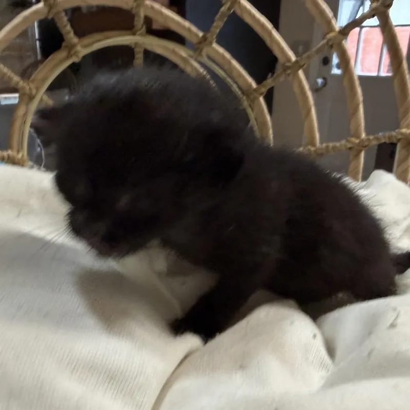Ned thumbnail 6