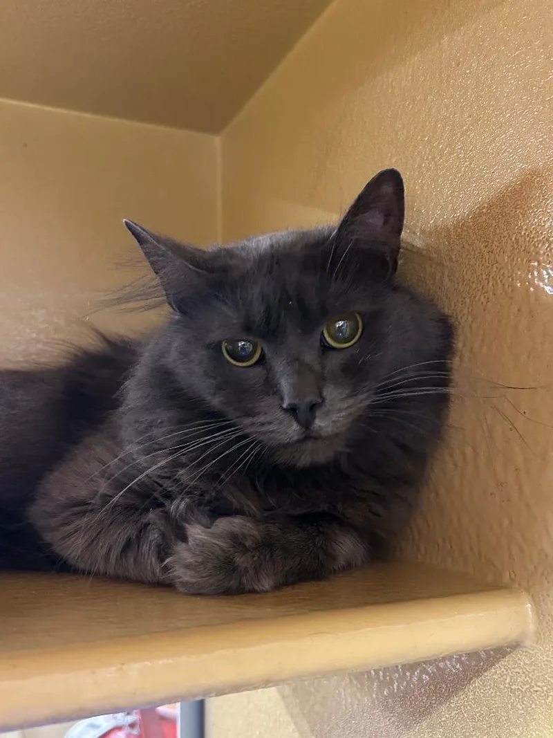 A young large-sized male Gray / Blue / Silver Domestic Long Hair cat named Lucas for adoption in Lambertville, NJ