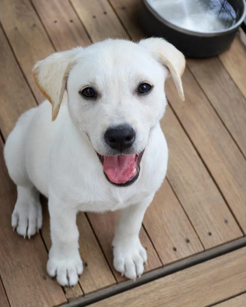 A baby medium-sized male White / Cream Labrador Retriever dog named Zephyr for adoption in Gulfport, MS
