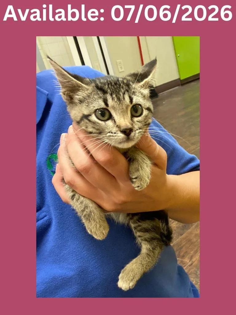 A baby medium-sized female Domestic Short Hair cat named Cat Condo for adoption in Greenville, TX