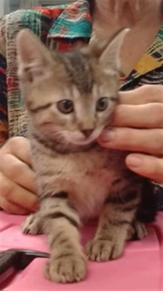 A baby small-sized male Domestic Short Hair cat named Daniel Tiger for adoption in Oklahoma City, OK
