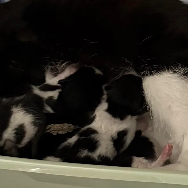 A baby small-sized male Black Domestic Short Hair cat named Remo for adoption in Upland, CA