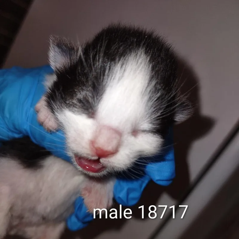 Remo thumbnail 2
