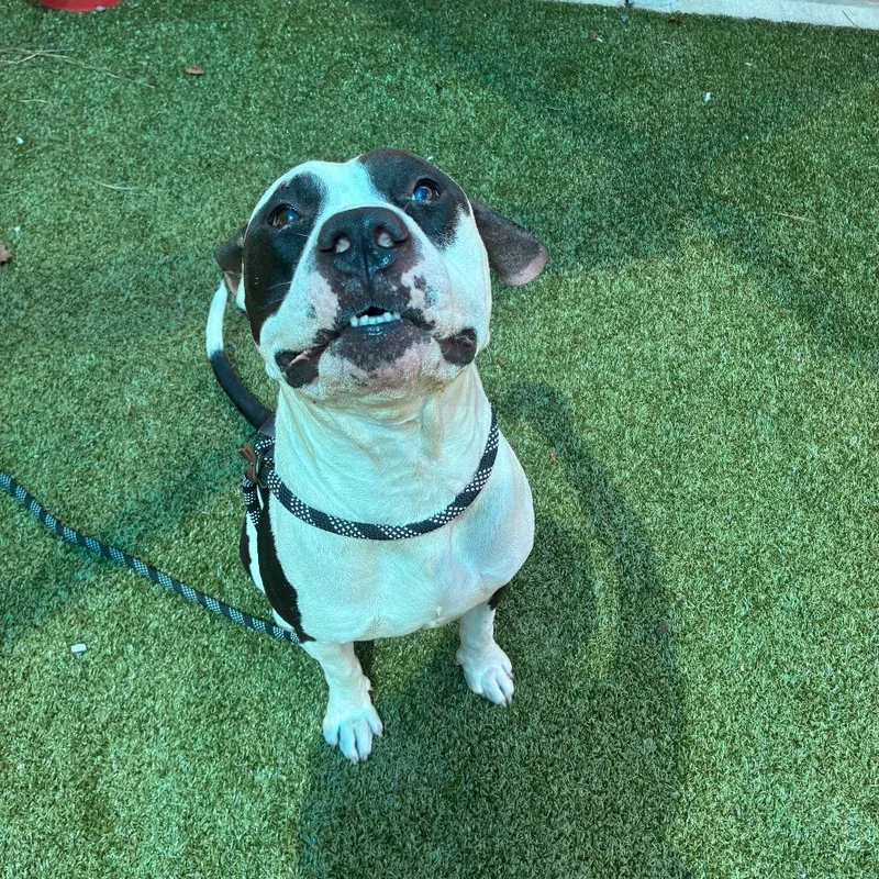 An adult large-sized male Black American Bulldog dog named Panda for adoption in Greensboro, NC