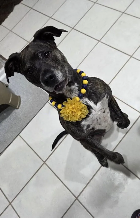 An adult medium-sized female Brindle Pit Bull Terrier dog named Keela Bee for adoption in Lansing, MI