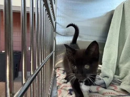A baby small-sized male Domestic Short Hair cat named Mulder for adoption in Westland, MI