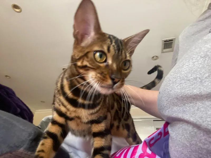A young medium-sized male Brown / Chocolate Bengal cat named Rafi for adoption in Woodland Hills, CA