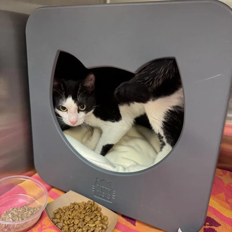 A young medium-sized male Black Domestic Short Hair cat named Festival for adoption in Baltimore, MD
