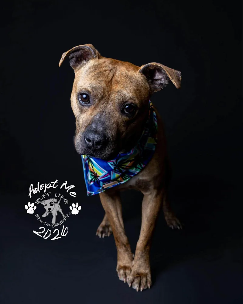 A young large-sized male Pit Bull Terrier dog named Sherman for adoption in Troy, MI