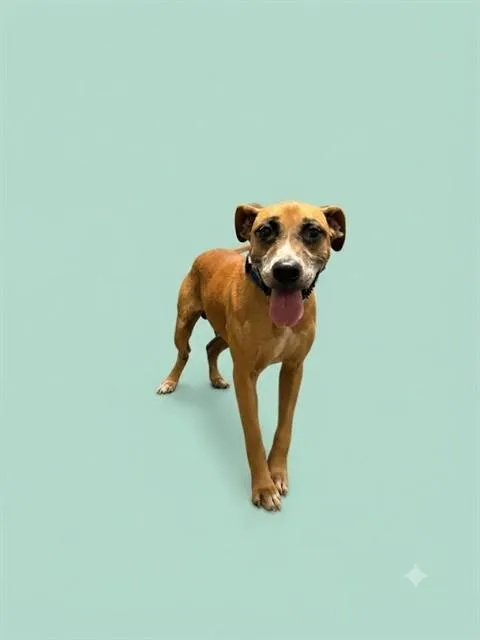 An adult medium-sized male Mixed Breed dog named Hermlee for adoption in Jacksonville, FL