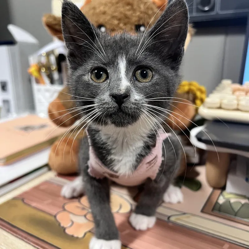 A baby small-sized female Gray / Blue / Silver Domestic Short Hair cat named Splat for adoption in Wilmington, DE