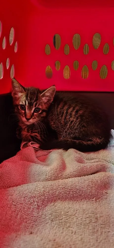 Cat thumbnail 2