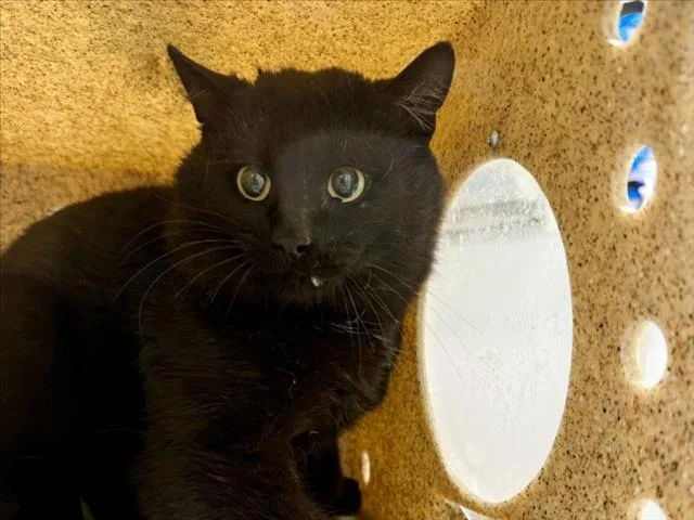 An adult small-sized male Domestic Short Hair cat named Guster for adoption in Loveland, CO