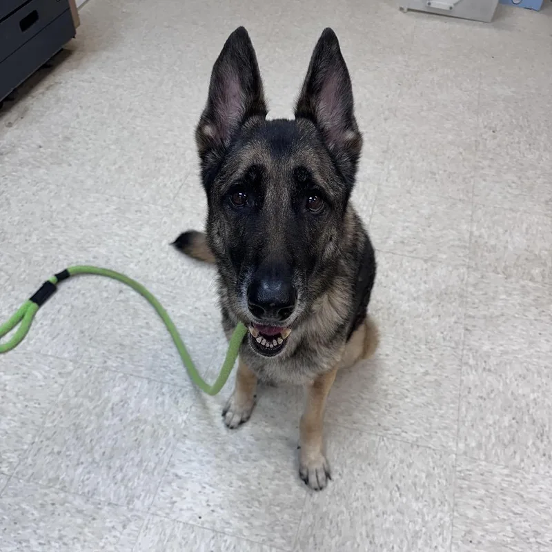 A senior medium-sized female Sable Mixed Breed dog named Straymoonroad"bailey" for adoption in Columbus, GA