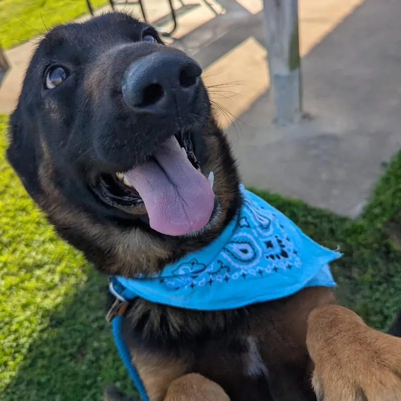 An adult large-sized male Black Mixed Breed dog named Emanuel for adoption in Columbiana, AL