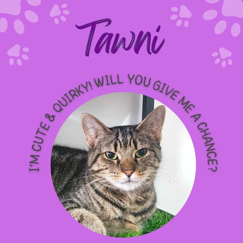 Tawni thumbnail 6