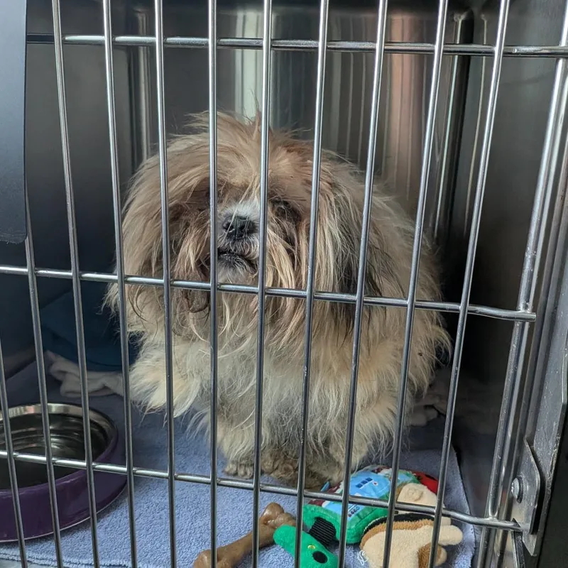 An adult small-sized male Yellow / Tan / Blond / Fawn Mixed Breed dog named Ewok for adoption in Matteson, IL