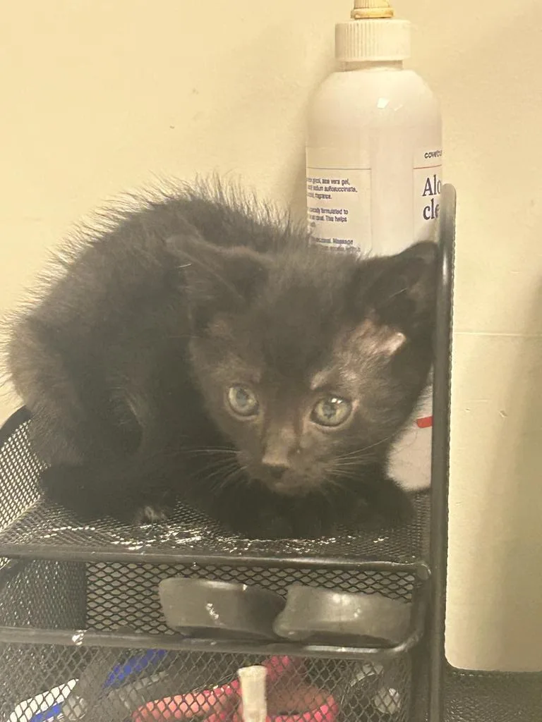 A baby small-sized male Domestic Short Hair cat named Darwin for adoption in Greenfield, IN