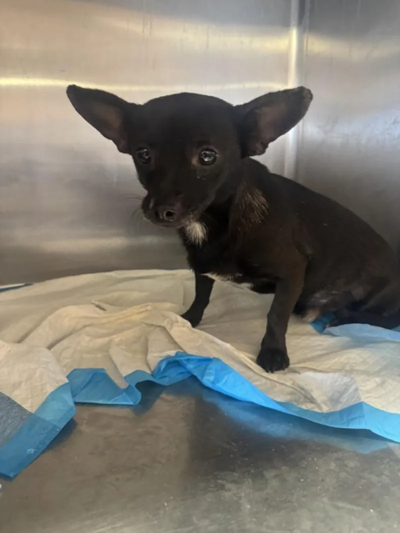 An adult small-sized male Chihuahua dog named Jax for adoption in Olivehurst, CA