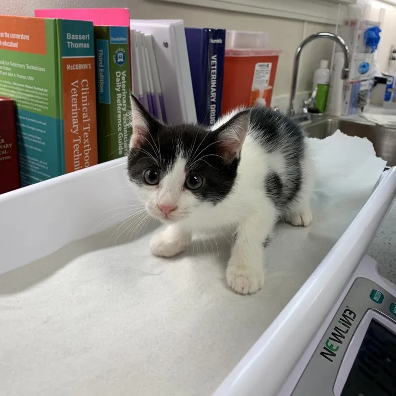 A baby small-sized male Domestic Short Hair cat named Frankenstein for adoption in Morganton, NC