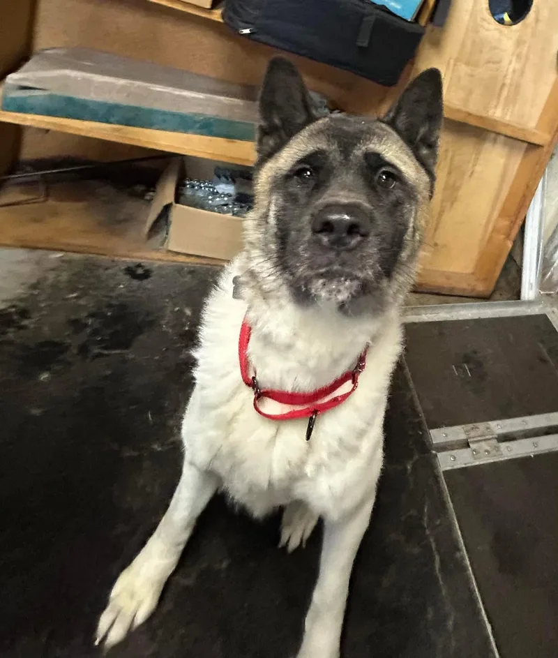 Taz And Sasha thumbnail 4