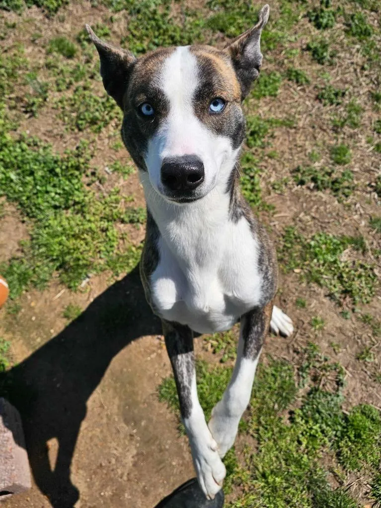 A young large-sized female Mixed Breed dog named Tessa for adoption in Chickamauga , GA