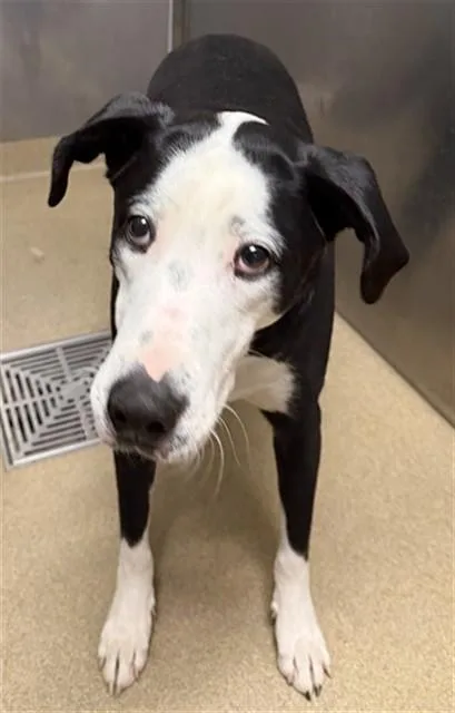 An adult large-sized male Labrador Retriever dog named Bingo for adoption in Lancaster, CA