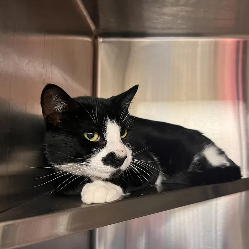 An adult medium-sized male Domestic Short Hair cat named Piri Piri for adoption in Salisbury, MA