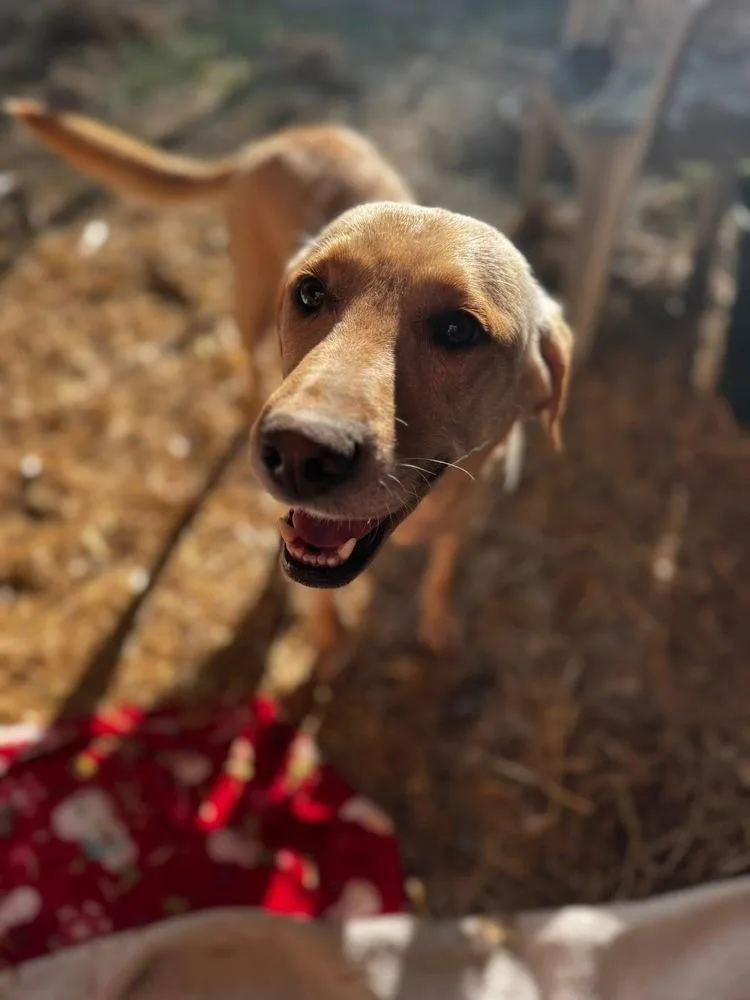An adult large-sized female Labrador Retriever dog named Cournoyer Pearlie for adoption in Broomfield, CO