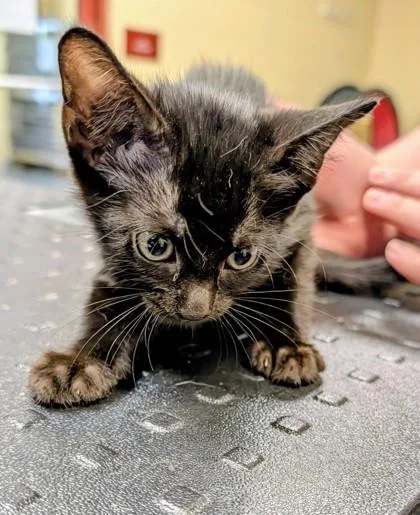 A baby small-sized female Domestic Short Hair cat named Costco for adoption in Independence, MO