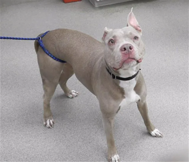An adult medium-sized female Boxer dog named Shari for adoption in Omaha, NE