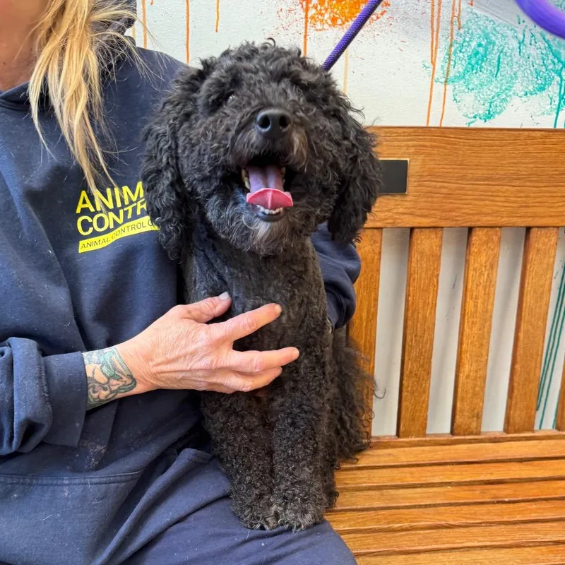 An adult small-sized male Black Standard Poodle dog named YORKStray for adoption in York, PA
