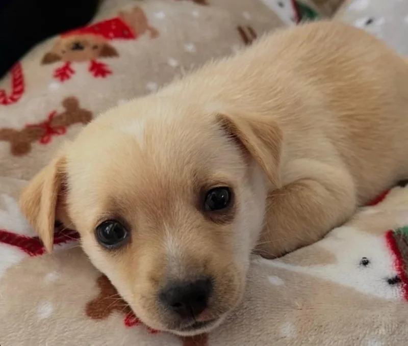 A baby small-sized male Yellow / Tan / Blond / Fawn Chihuahua dog named Morgan for adoption in Shingle Springs, CA