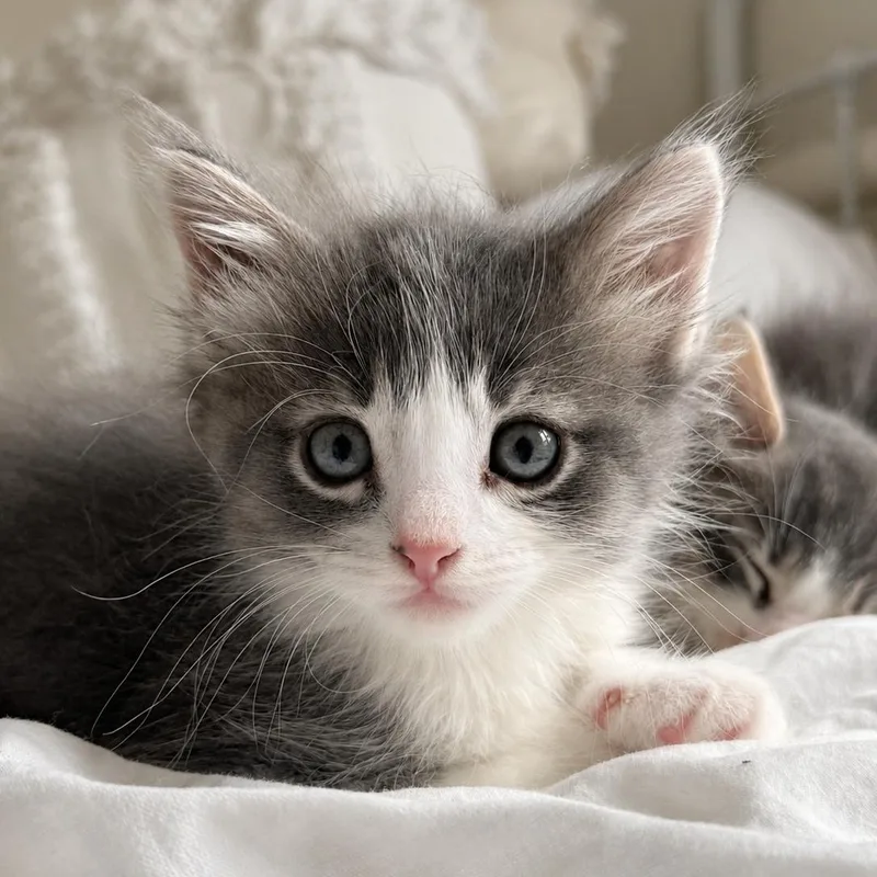 A baby medium-sized male Tabby (Gray / Blue / Silver) Domestic Medium Hair cat named Berry for adoption in San Juan Capistrano, CA