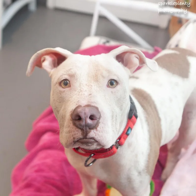 An adult medium-sized female White / Cream Mixed Breed dog named Minina for adoption in Ridgefield, CT