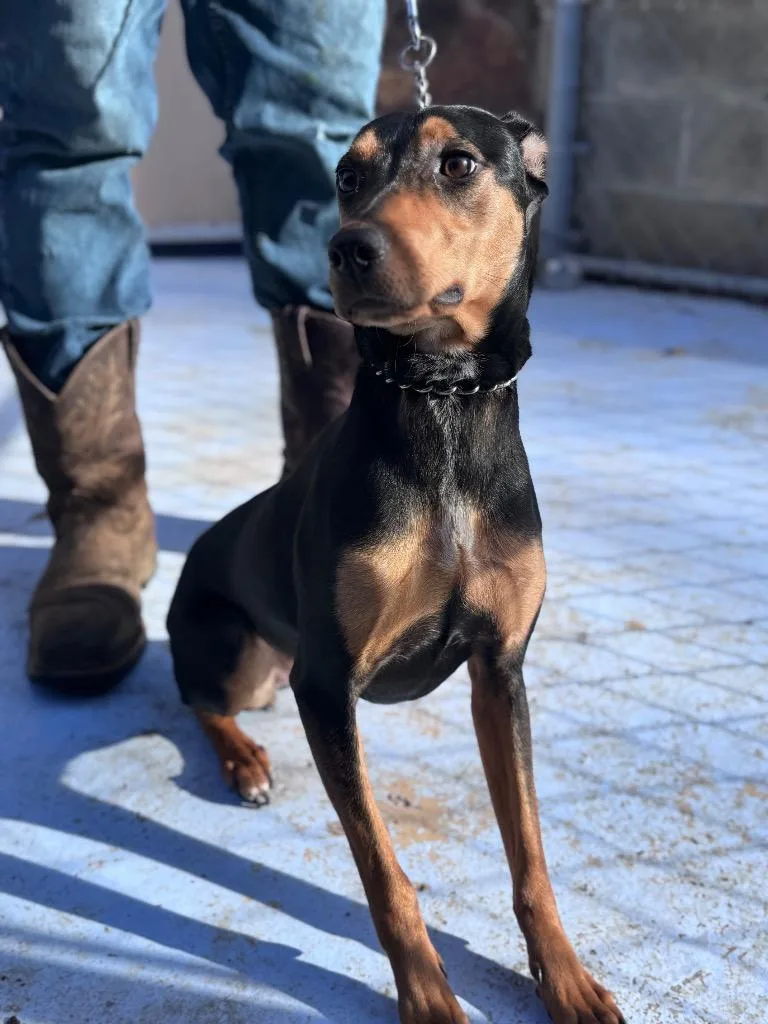 A young medium-sized female Miniature Pinscher dog named Ruby for adoption in Russellville, KY