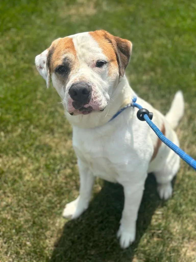 A young medium-sized male Terrier dog named Mr Cheese for adoption in Wintersville, OH
