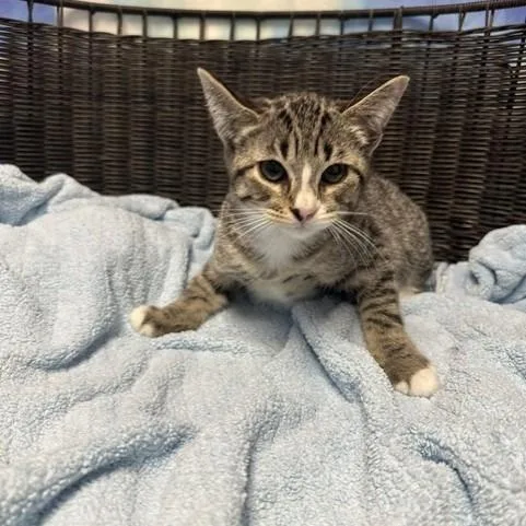 A baby small-sized male Brown / Chocolate Domestic Short Hair cat named Bandit for adoption in Henderson, NV