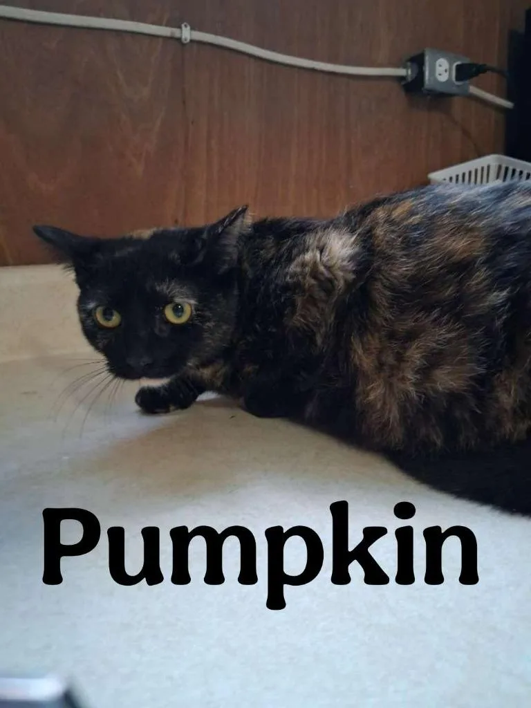 A young small-sized female Domestic Short Hair cat named Pumpkin for adoption in Hillsboro, OH