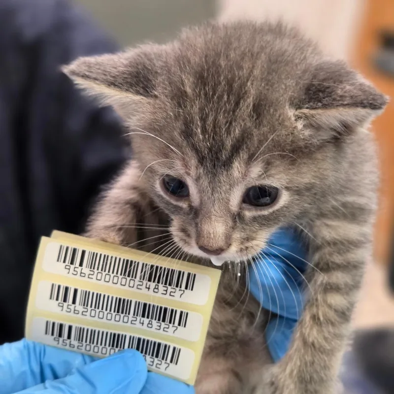 A baby small-sized female Gray / Blue / Silver Domestic Short Hair cat named Leah Birch for adoption in Charleston, WV