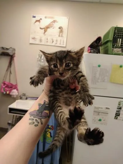 A baby small-sized male Domestic Short Hair cat named Clark Kent for adoption in Palm Coast, FL