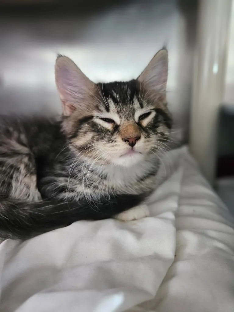 A baby medium-sized male Domestic Short Hair cat named Willy Wonka for adoption in Pomona, NY