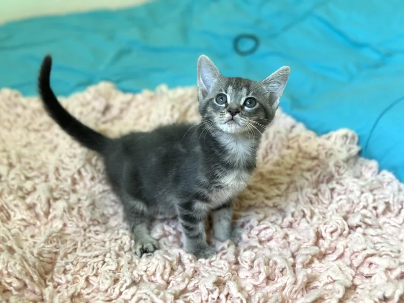 A baby medium-sized female Gray & White Domestic Short Hair cat named Dali Weeks Old for adoption in Port Orange, FL